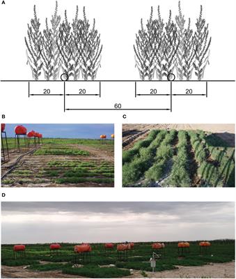 Plant growth, salt removal capacity, and forage nutritive value of the annual euhalophyte Suaeda salsa irrigated with saline water